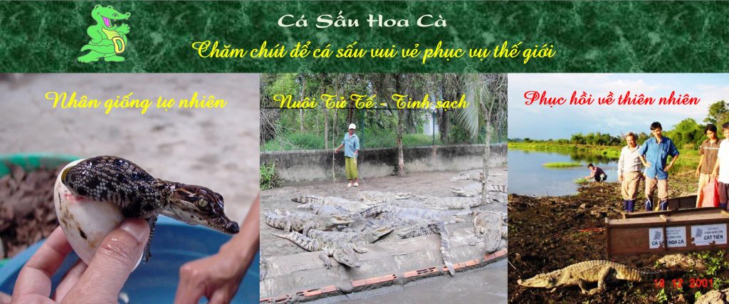 slide-ca-sau-hoa-ca-20081